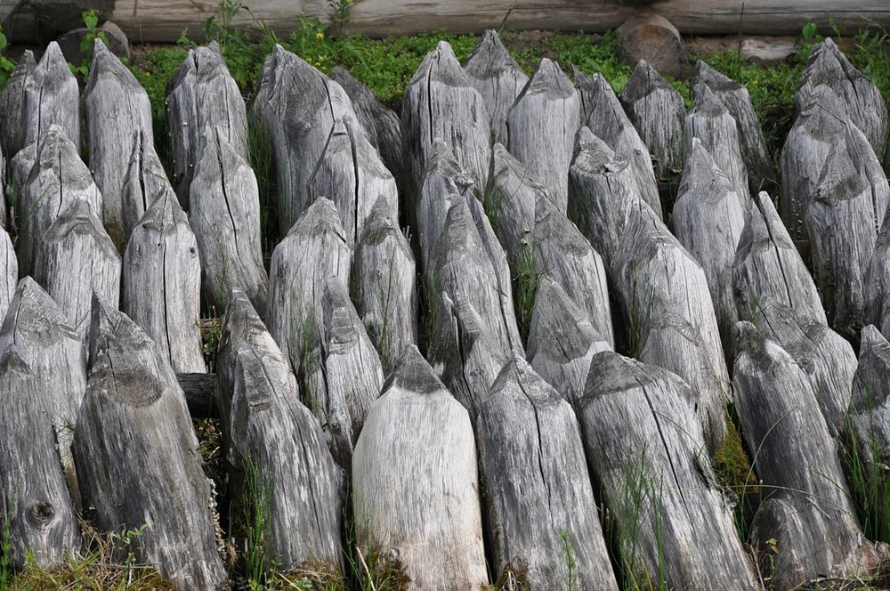 Zachowane pale drewniane w Biskupinie